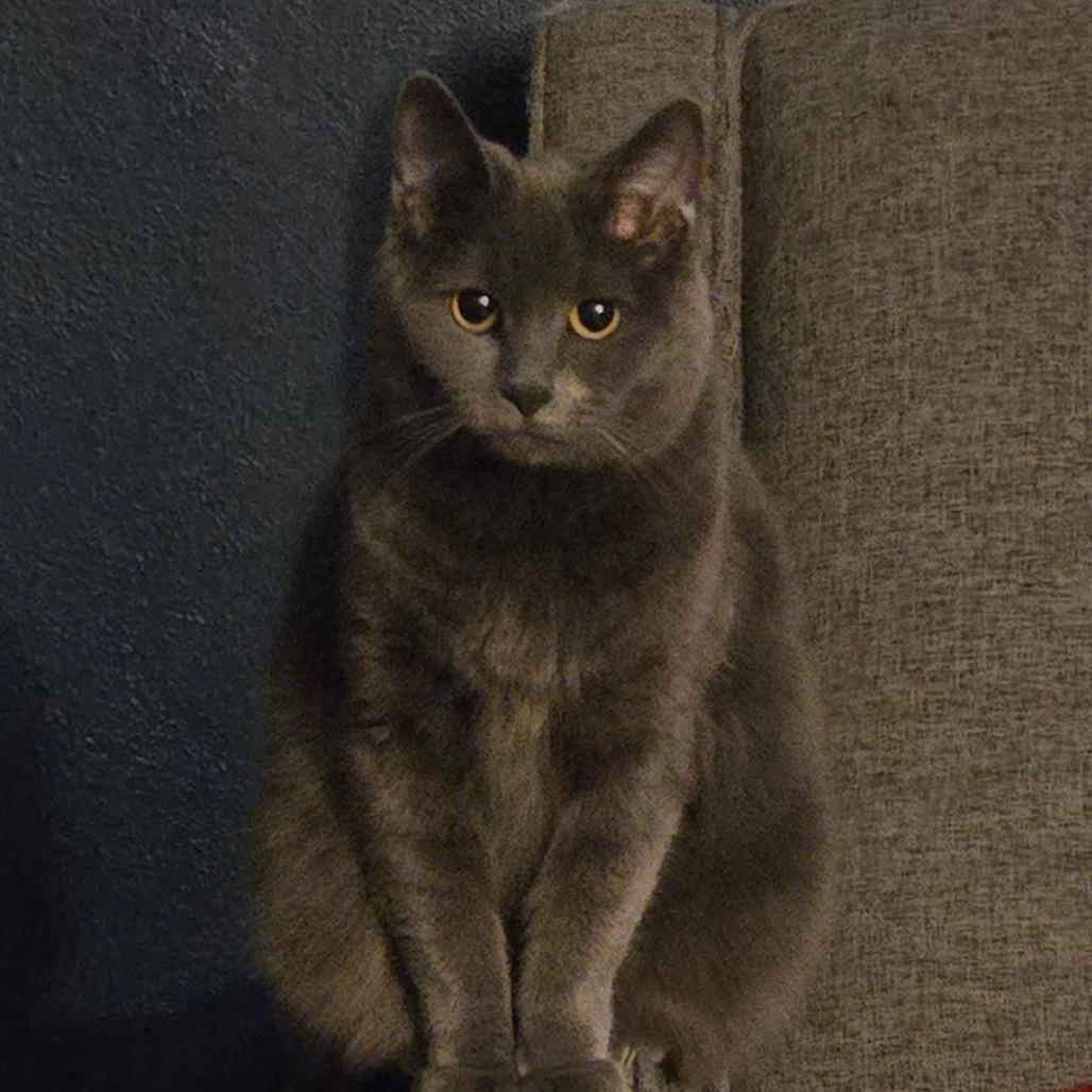 Enlarge Bonnie, a Adoptable Domestic Short Hair in Greenwood, MO image 3/3