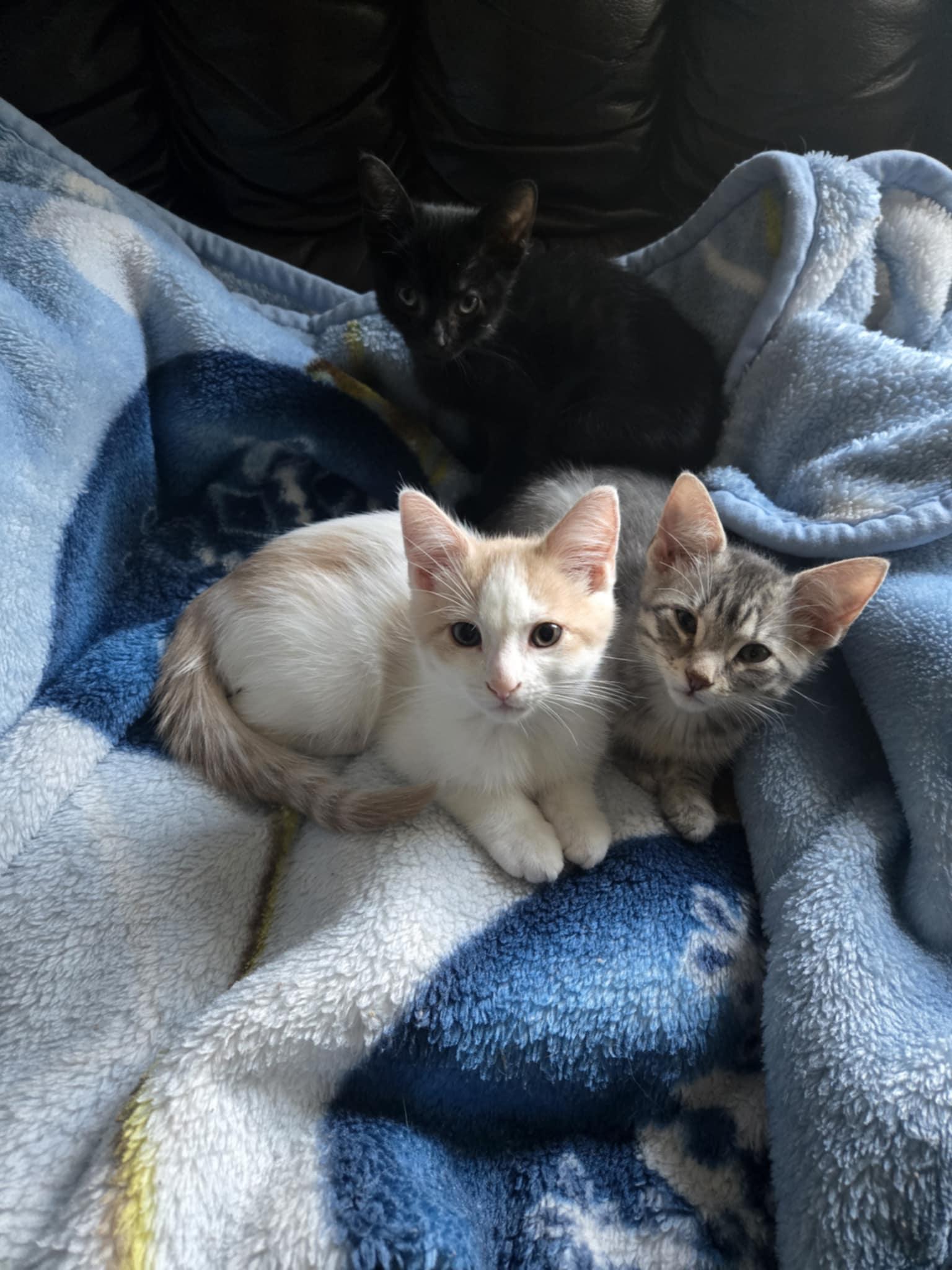 Enlarge Roland, an adoptable Domestic Short Hair in Shakespeare, ON image 6/6