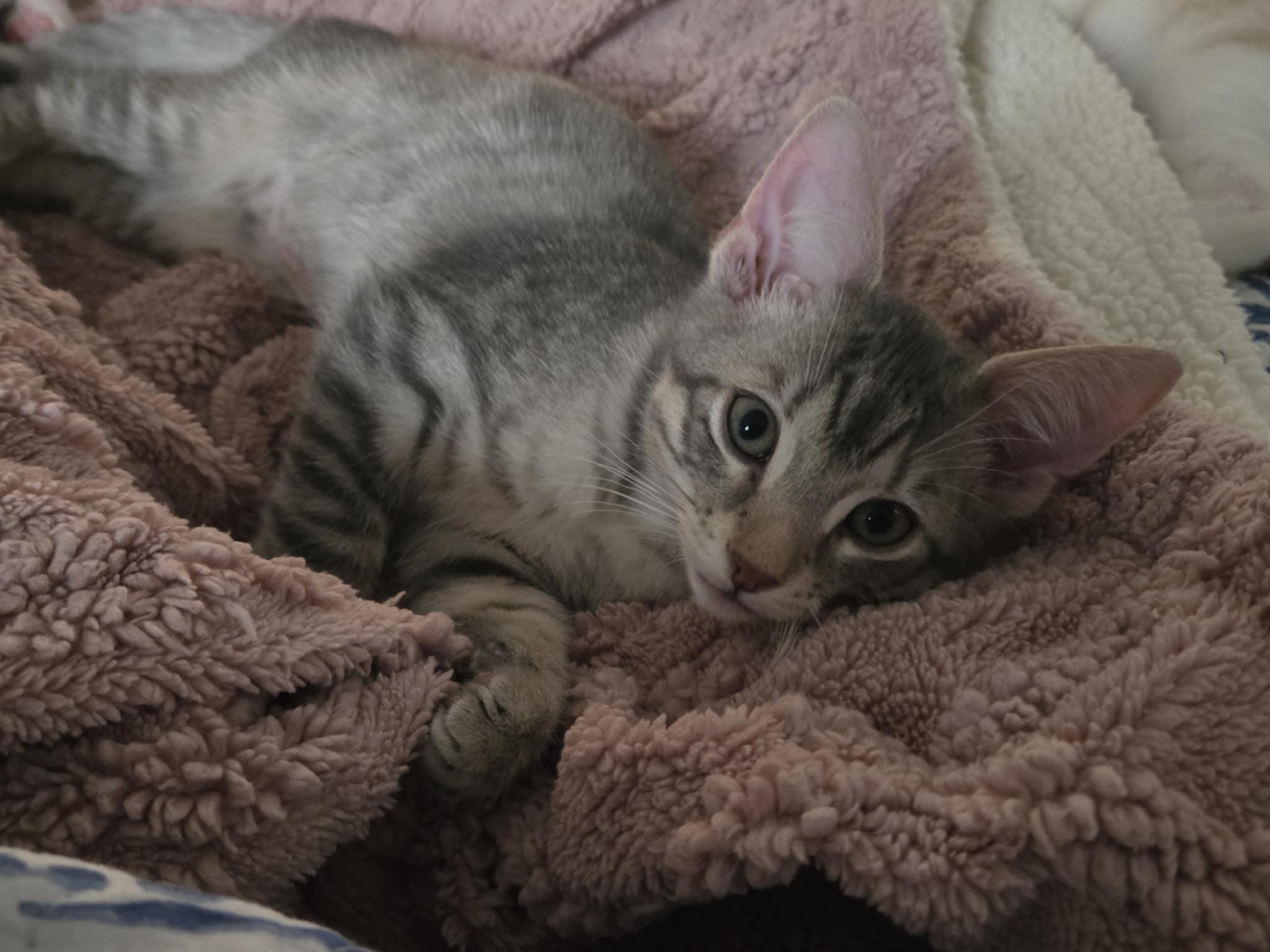 Enlarge Roland, an adoptable Domestic Short Hair in Shakespeare, ON image 1/6