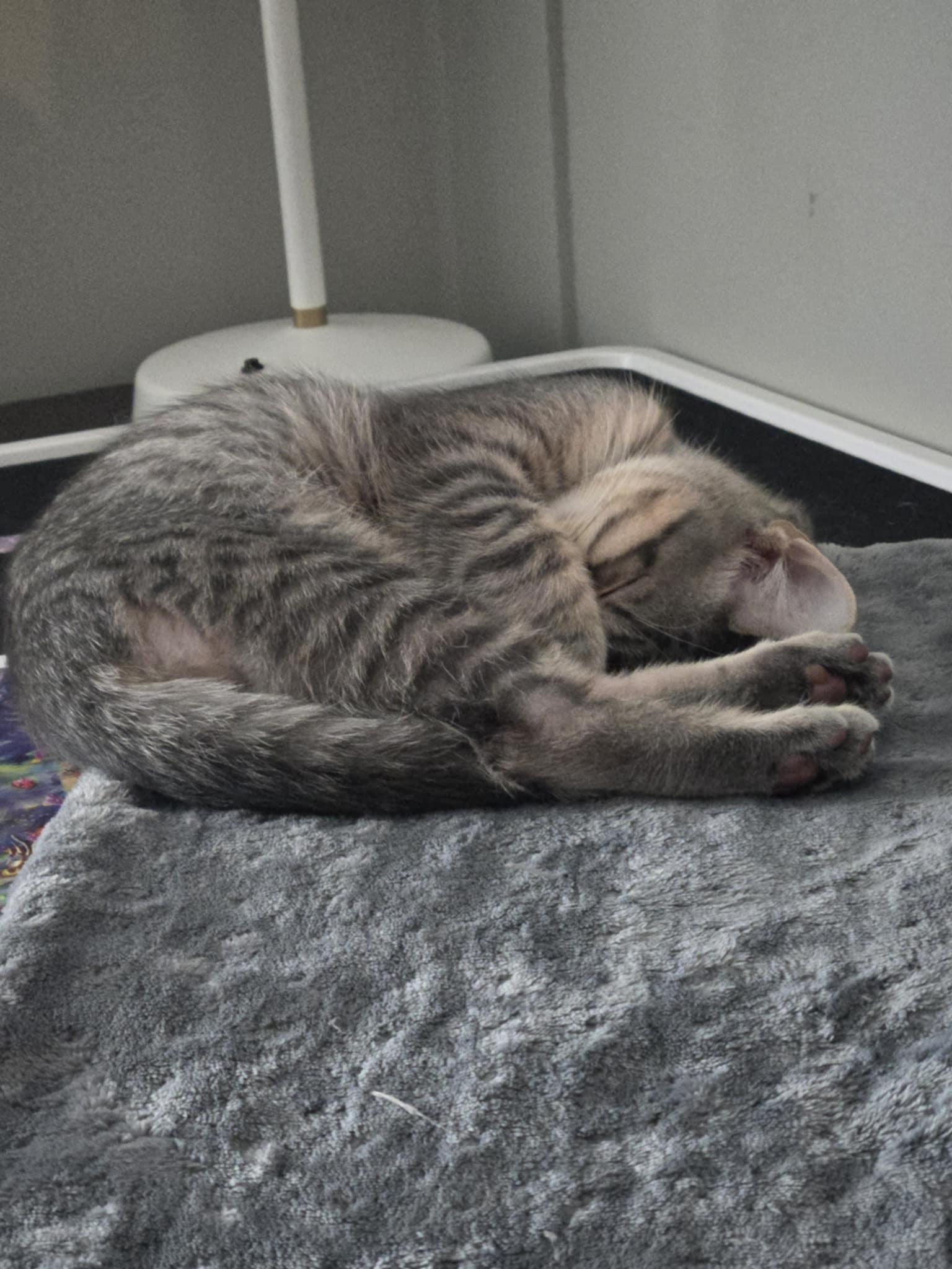 Enlarge Roland, an adoptable Domestic Short Hair in Shakespeare, ON image 2/6