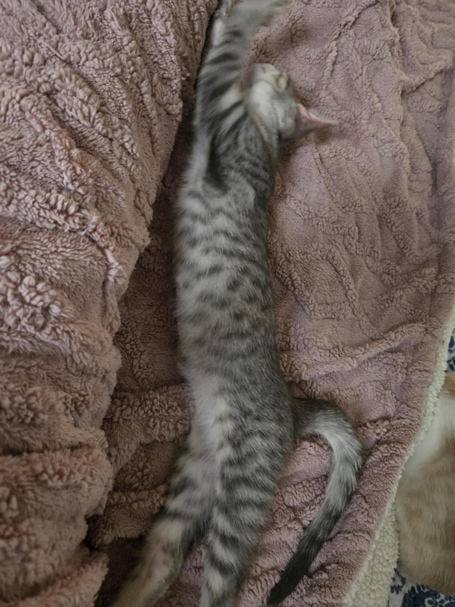 Enlarge Roland, an adoptable Domestic Short Hair in Shakespeare, ON image 3/6