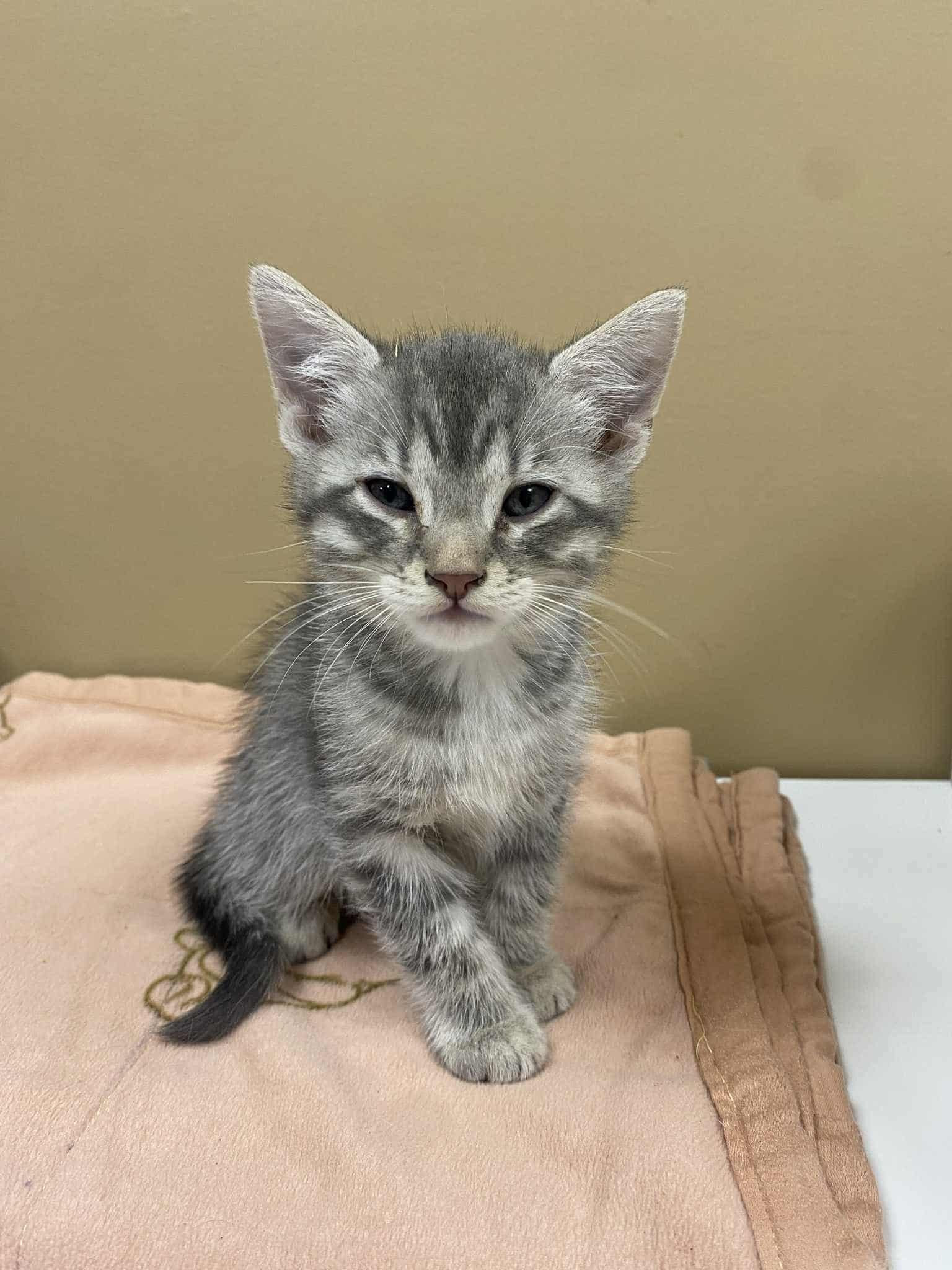 Enlarge Roland, an adoptable Domestic Short Hair in Shakespeare, ON image 5/6