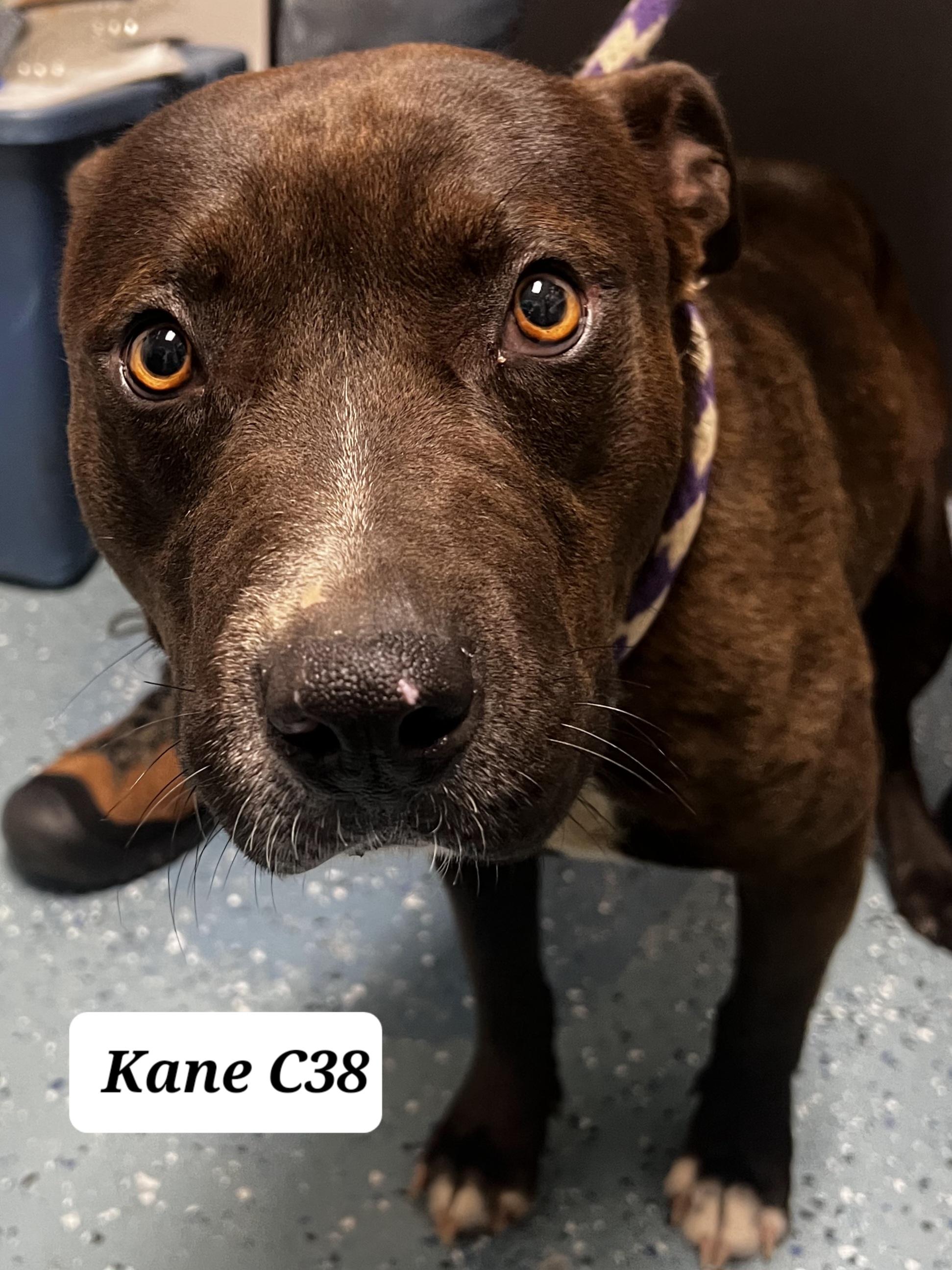 Kane, ADOPTABLE, Puppy Male Bulldog.
