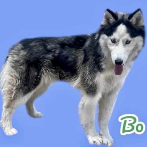 Bo, Adoptable, Adult Male Husky.