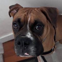 Enlarge Rosco, a Adoptable Boxer in Davis, CA image 2/2