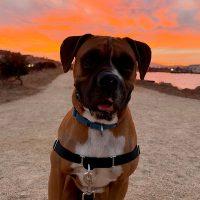Enlarge Rosco, a Adoptable Boxer in Davis, CA image 1/2