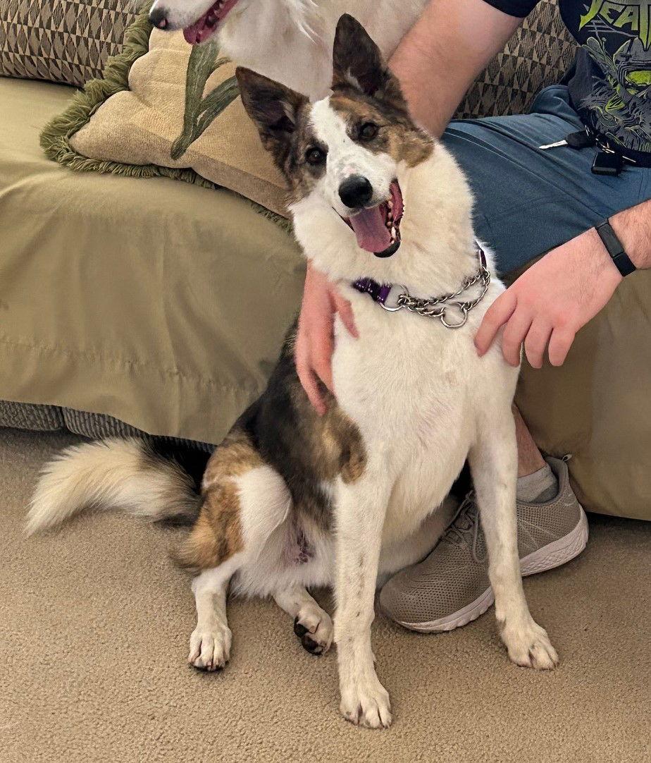Enlarge Cody (Conrad), a Adoptable mixed breed in Lee's Summit, MO image 1/3