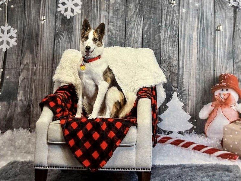 Enlarge Cody (Conrad), a Adoptable mixed breed in Lee's Summit, MO image 2/3