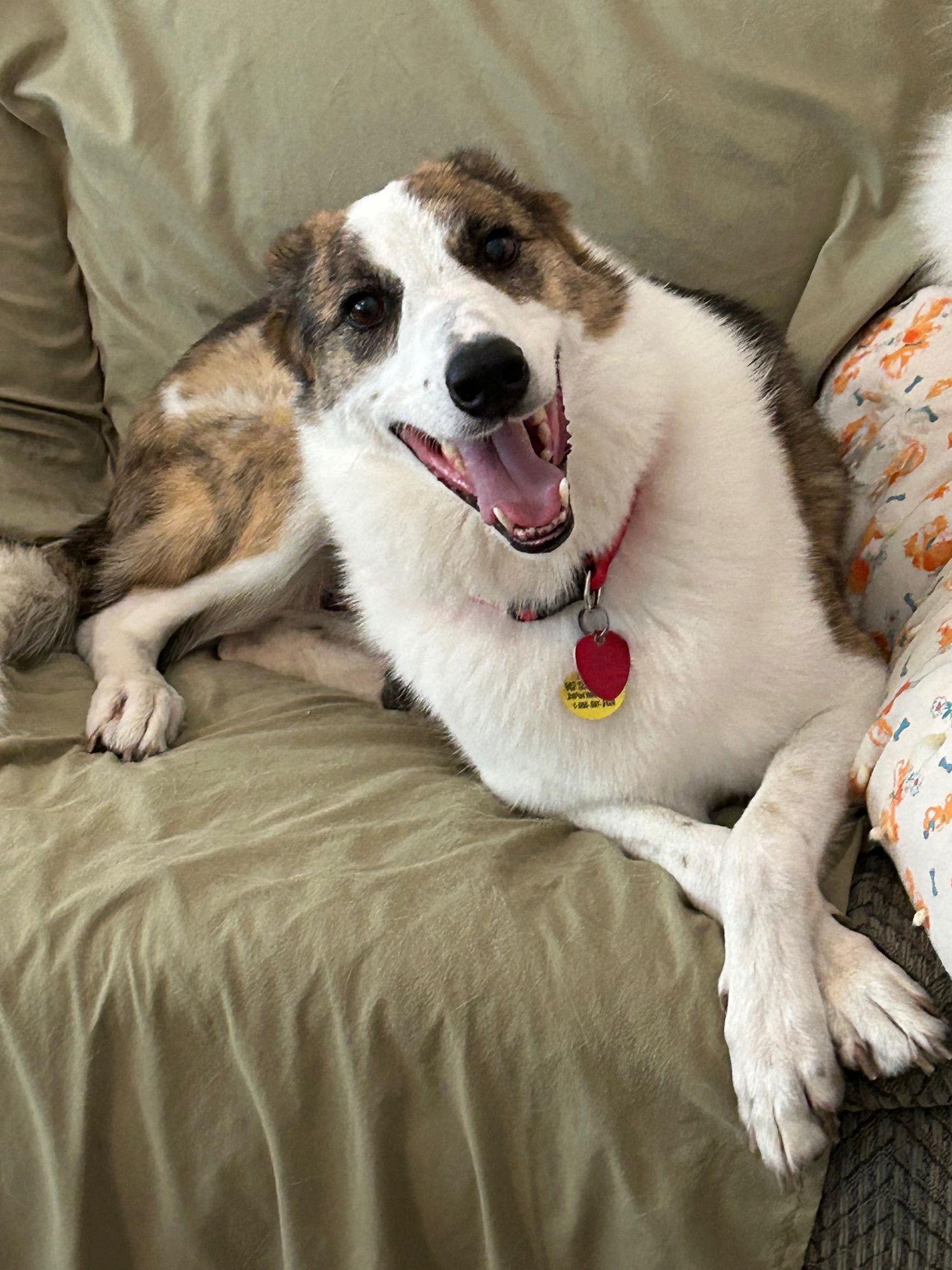 Enlarge Cody (Conrad), a Adoptable mixed breed in Lee's Summit, MO image 3/3