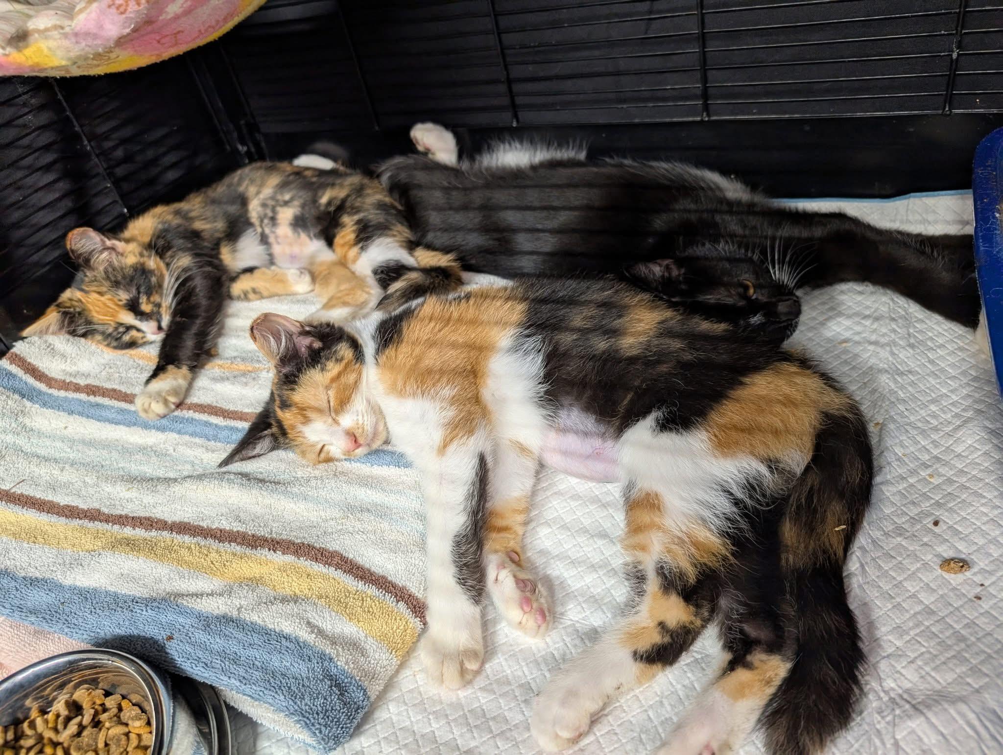 KITTENS!, Adoptable, Kitten Female Calico.