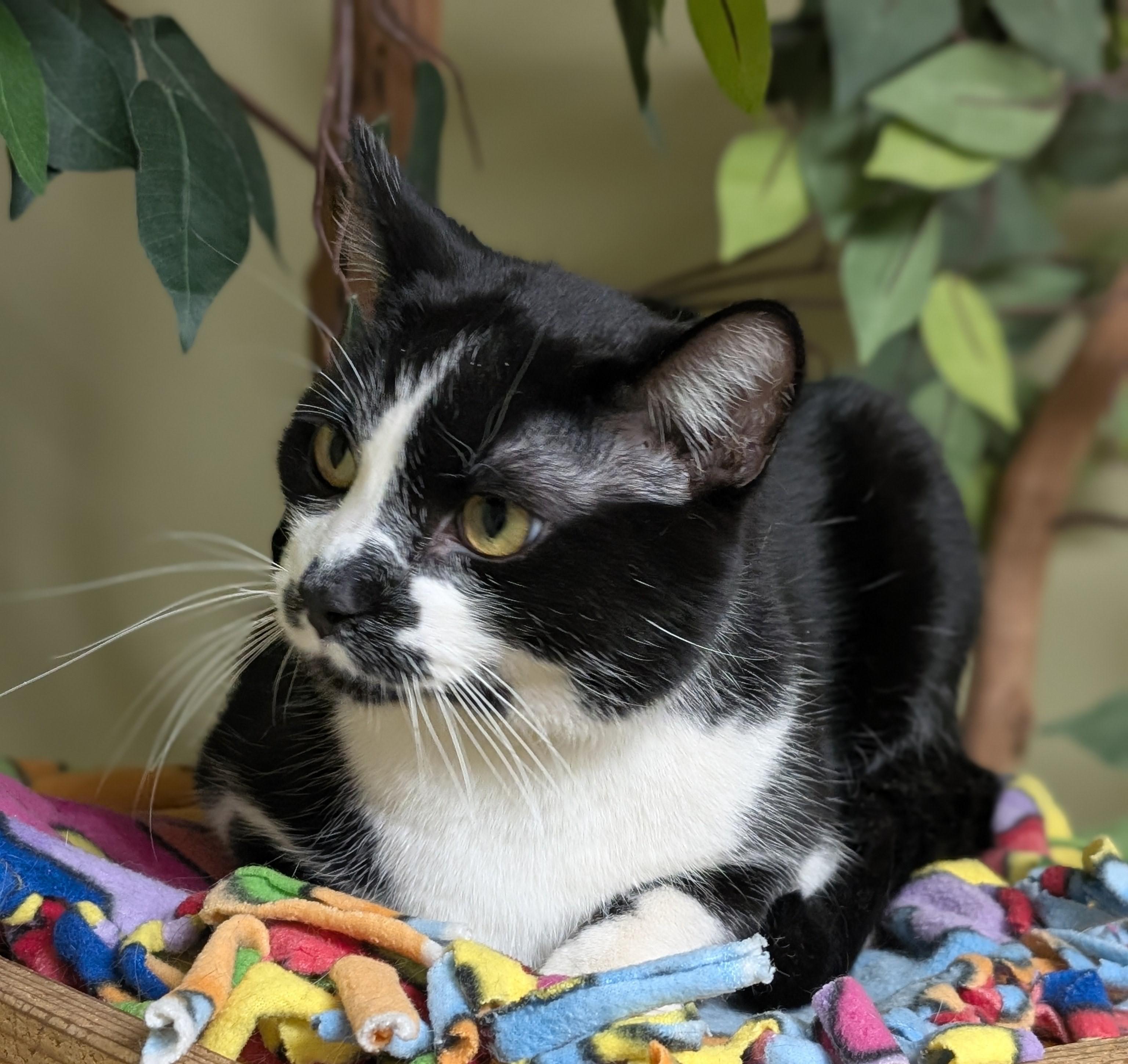 Enlarge Bo Jangles, an adoptable Domestic Short Hair in Hastings, NE image 4/4