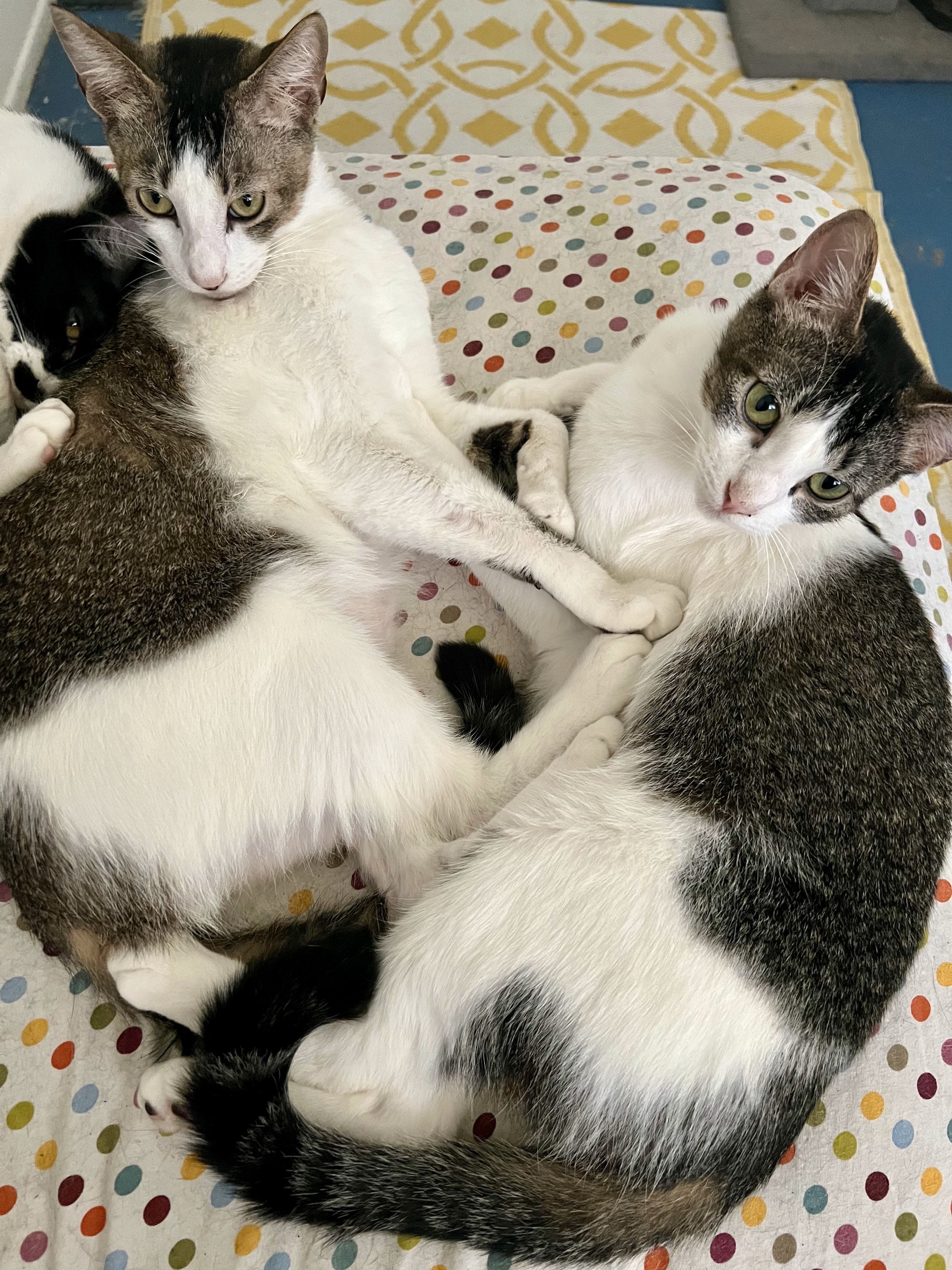 Dream and Gold Dust, a Adoptable Domestic Short Hair in Mission Viejo, CA image 3/6