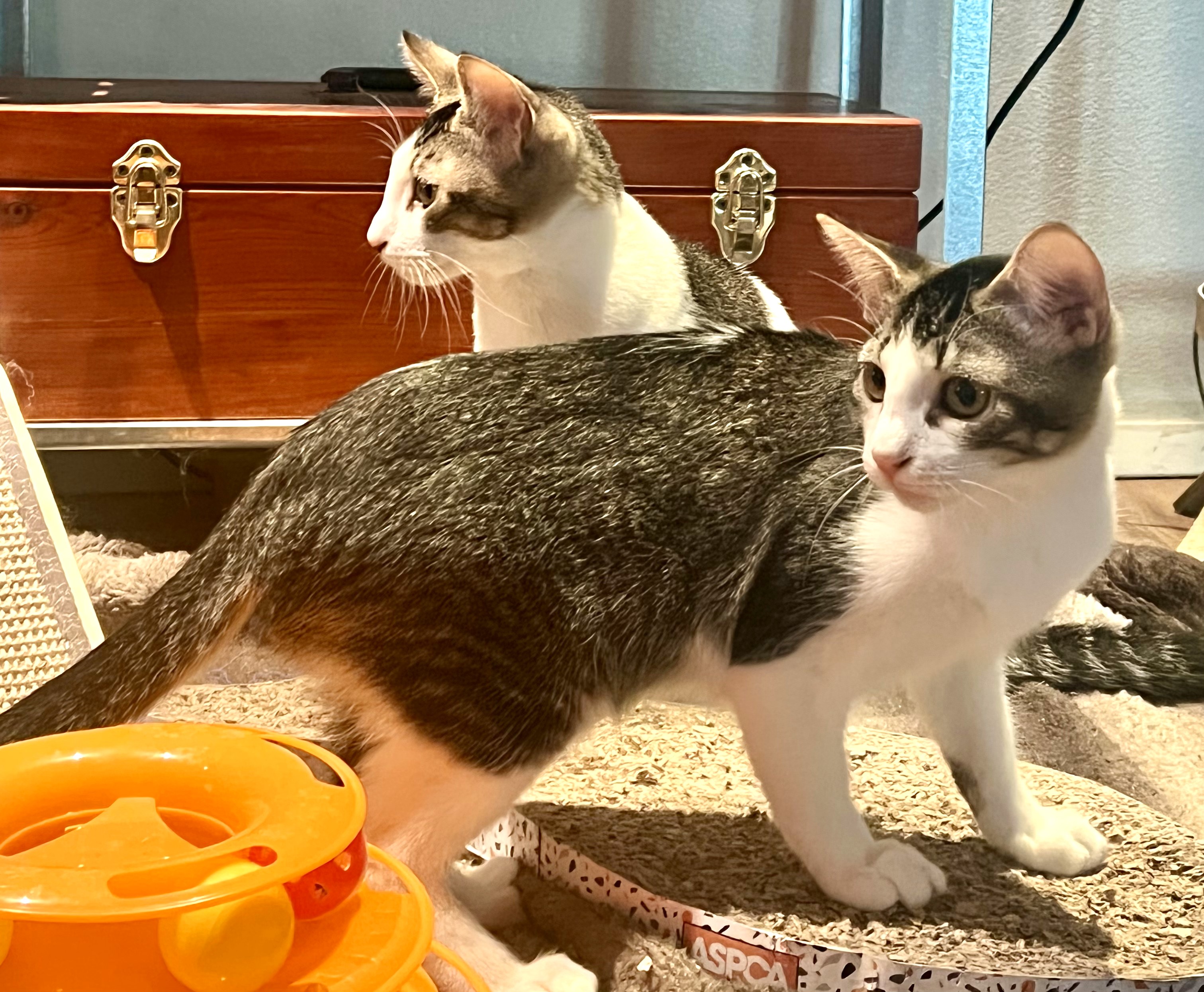 Dream and Gold Dust, a Adoptable Domestic Short Hair in Mission Viejo, CA image 4/6