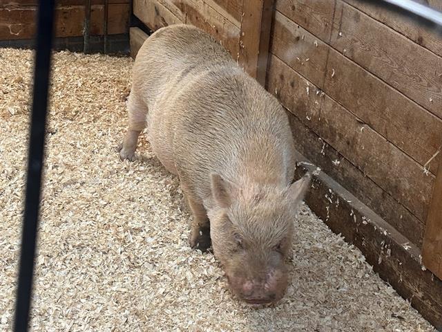 CHARLOTTE, Adoptable, Adult Female Pig.