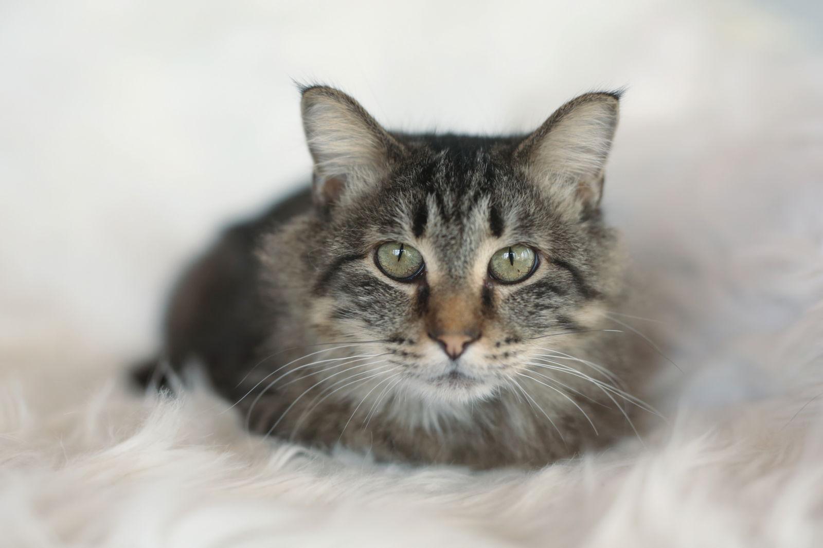 Meadows, Adoptable, Adult Female Domestic Medium Hair.