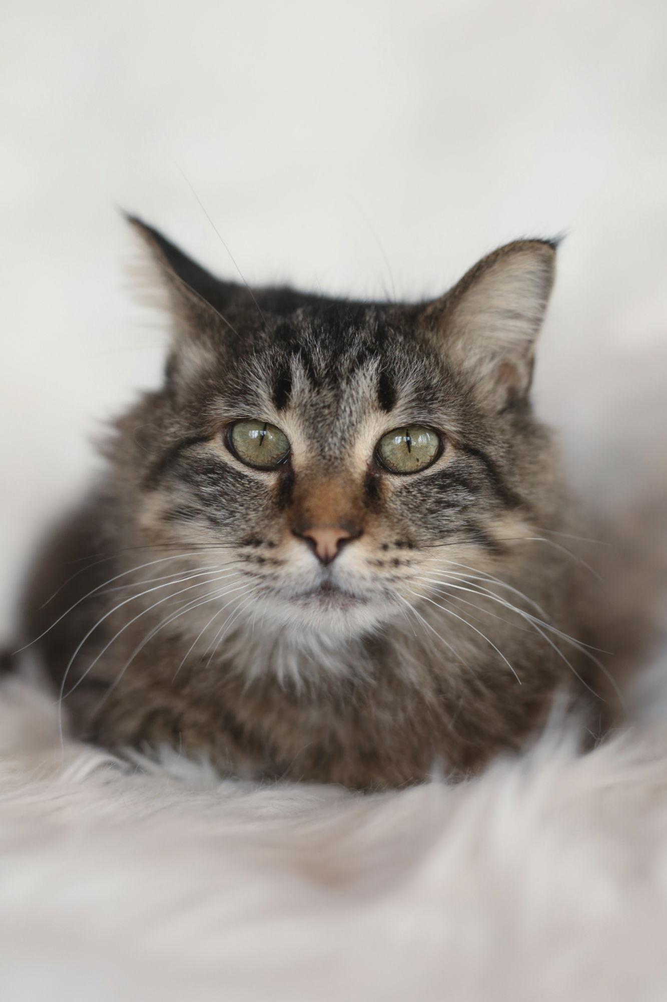 Meadows, Adoptable, Adult Female Domestic Medium Hair.