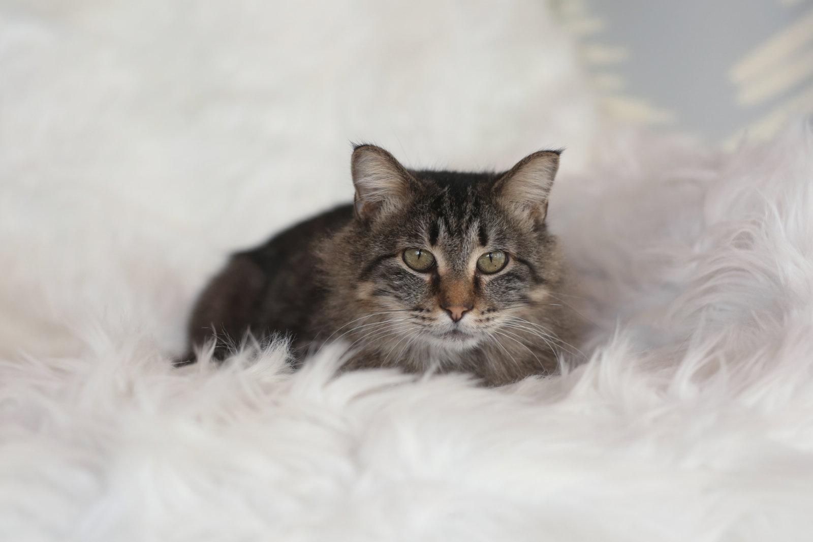 Enlarge Meadows, a Adoptable Domestic Medium Hair in New Prague, MN image 3/3