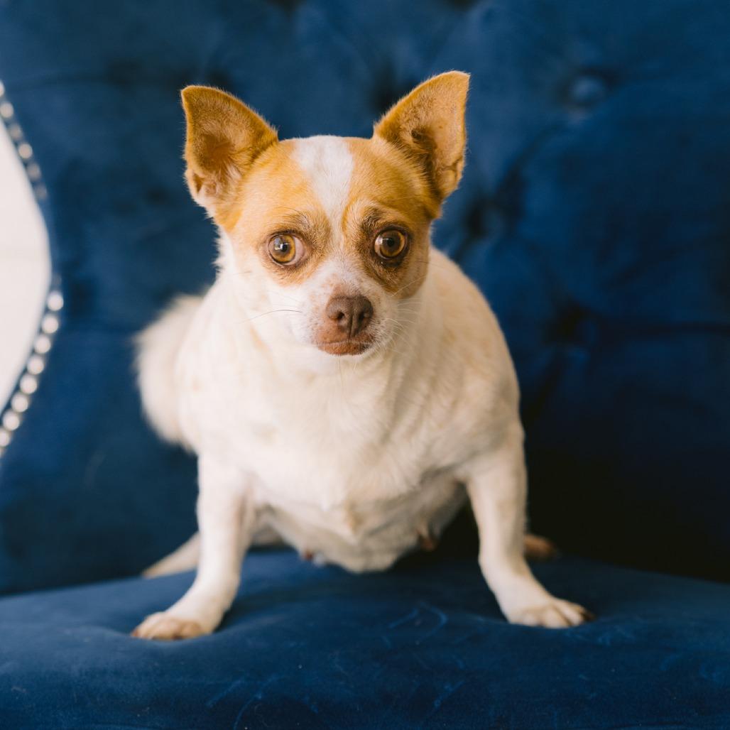 Mayberry, ADOPTABLE, Adult Female Chihuahua.