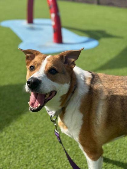 Enlarge Delo - 2, a Adoptable mixed breed in Daytona Beach, FL image 1/2