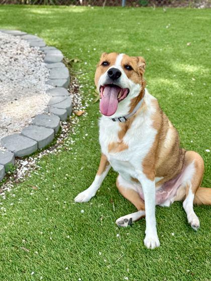 Enlarge Delo - 2, a Adoptable mixed breed in Daytona Beach, FL image 2/2