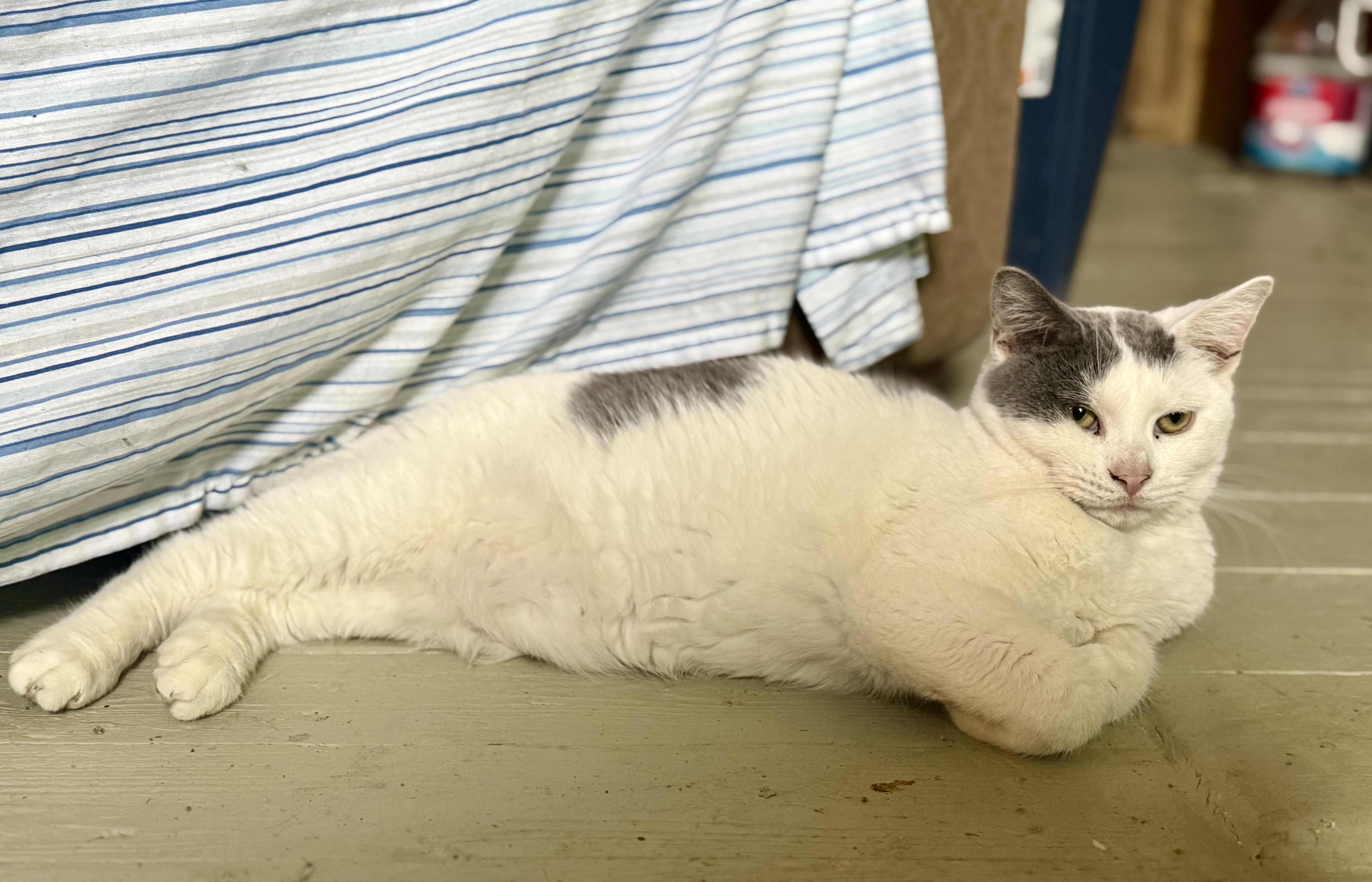 Marbles, Adoptable, Kitten Male Tabby.