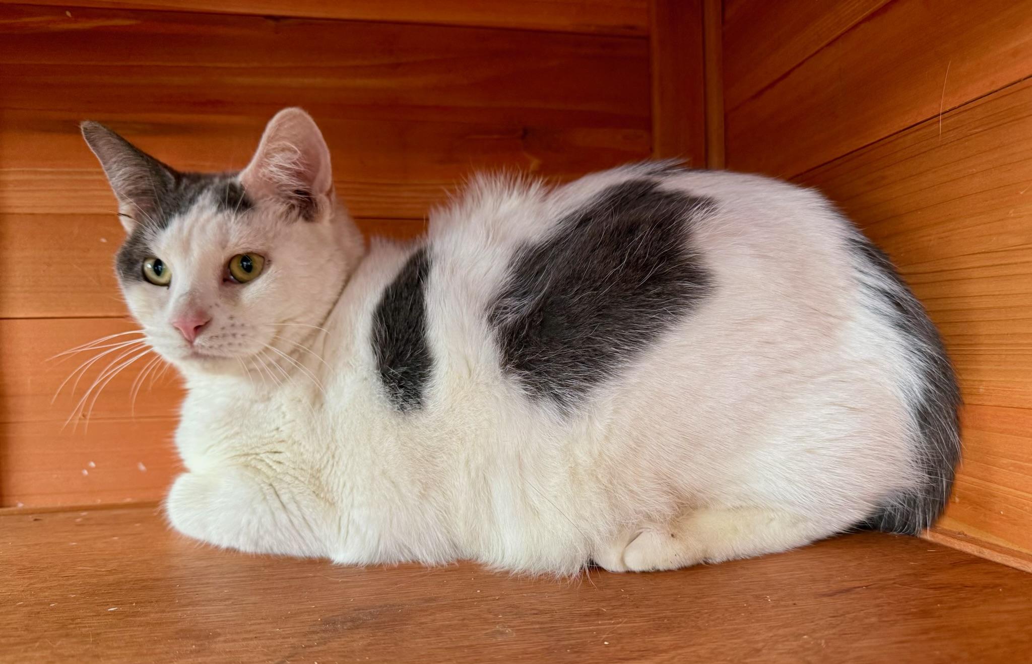 Marbles, a Adoptable Tabby in Johnson City, TN image 1/4