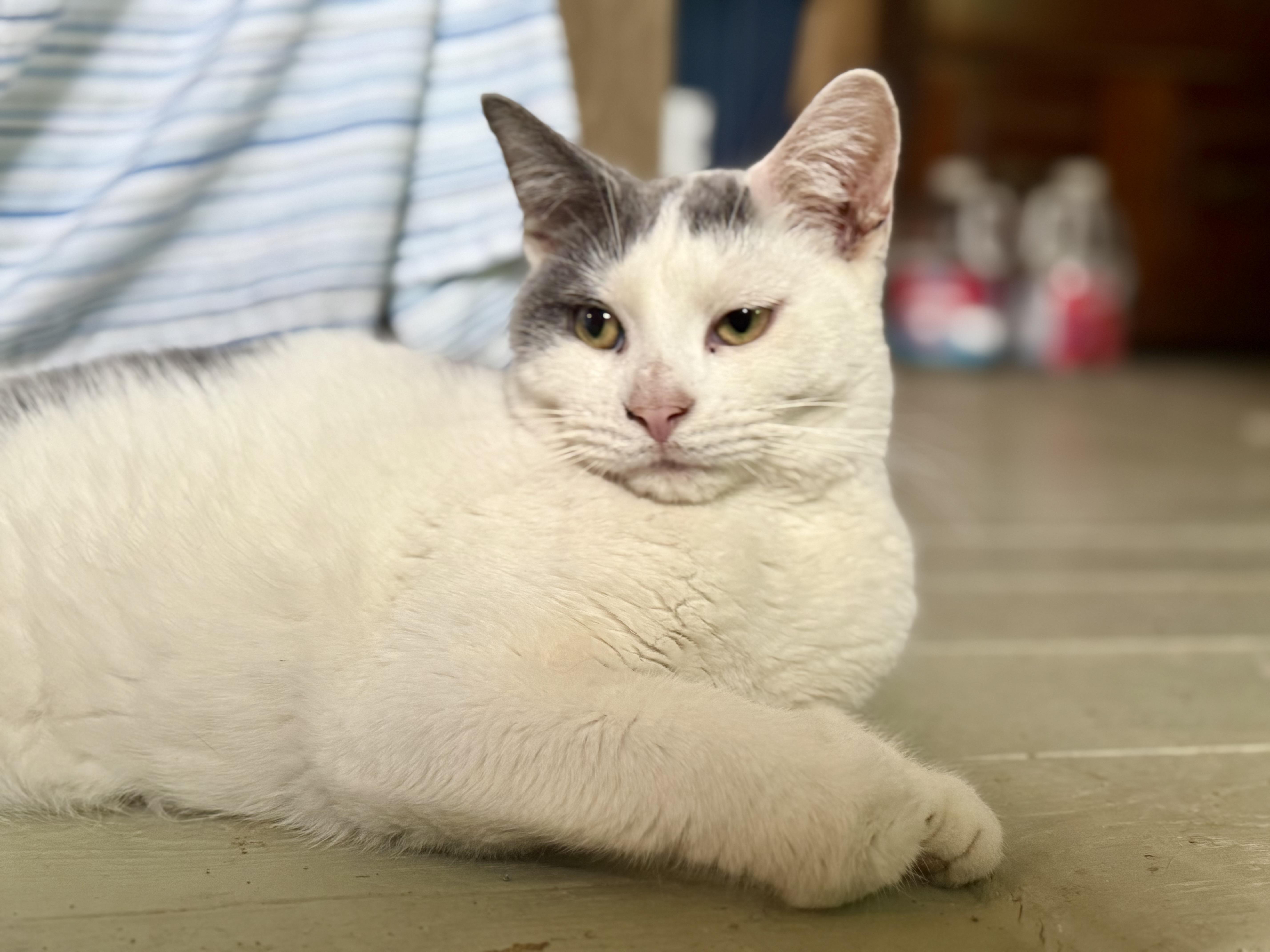 Enlarge Marbles, a Adoptable Tabby in Johnson City, TN image 2/3