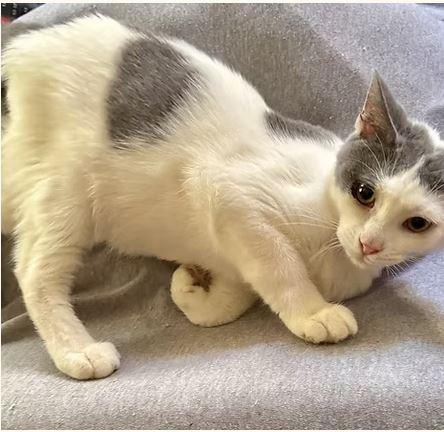 Enlarge Marbles, a Adoptable Tabby in Johnson City, TN image 3/3