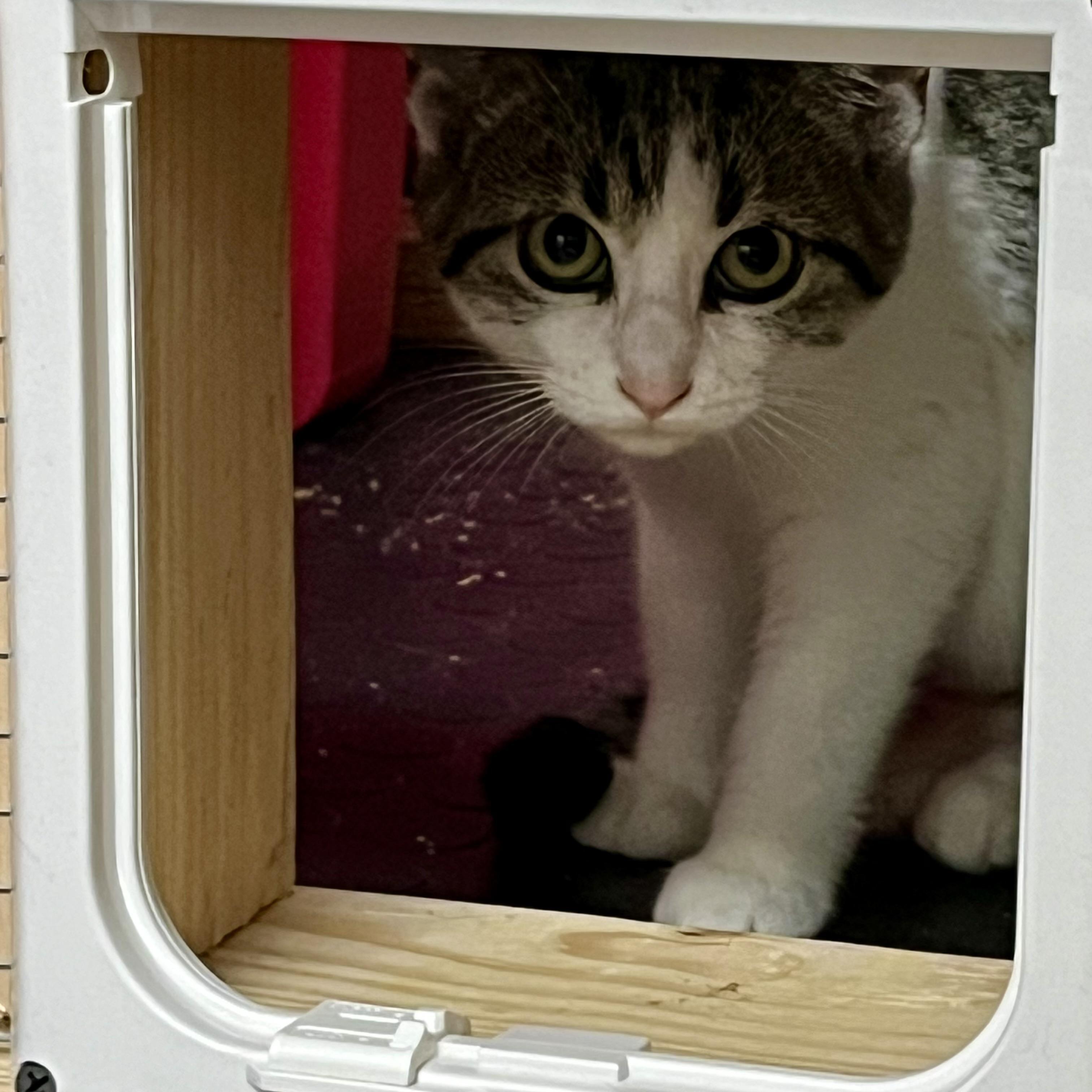 Enlarge  Tabitha - Adorable and playful kitten, a Adoptable Domestic Short Hair in Hales Corners, WI image 4/5