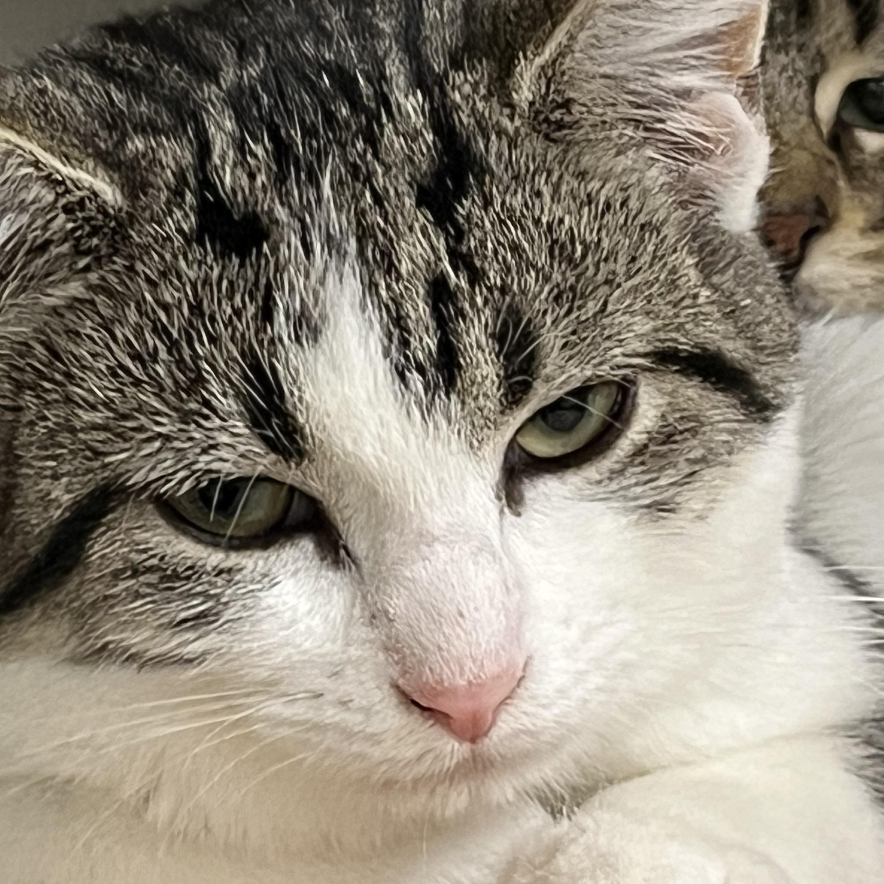  Tabitha - Adorable and playful kitten, Adoptable, Kitten Female Domestic Short Hair.