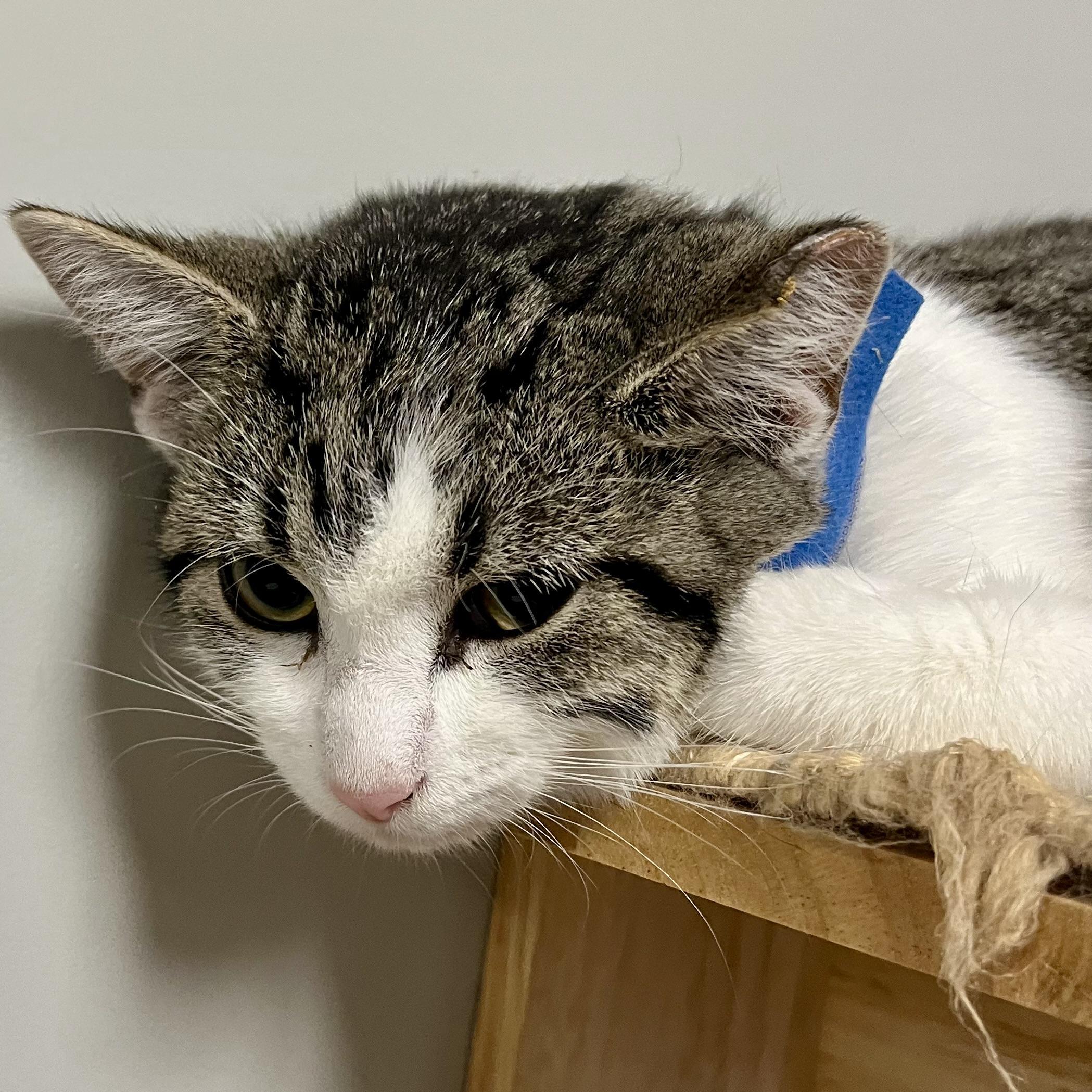 Enlarge  Tabitha - Adorable and playful kitten, a Adoptable Domestic Short Hair in Hales Corners, WI image 3/5