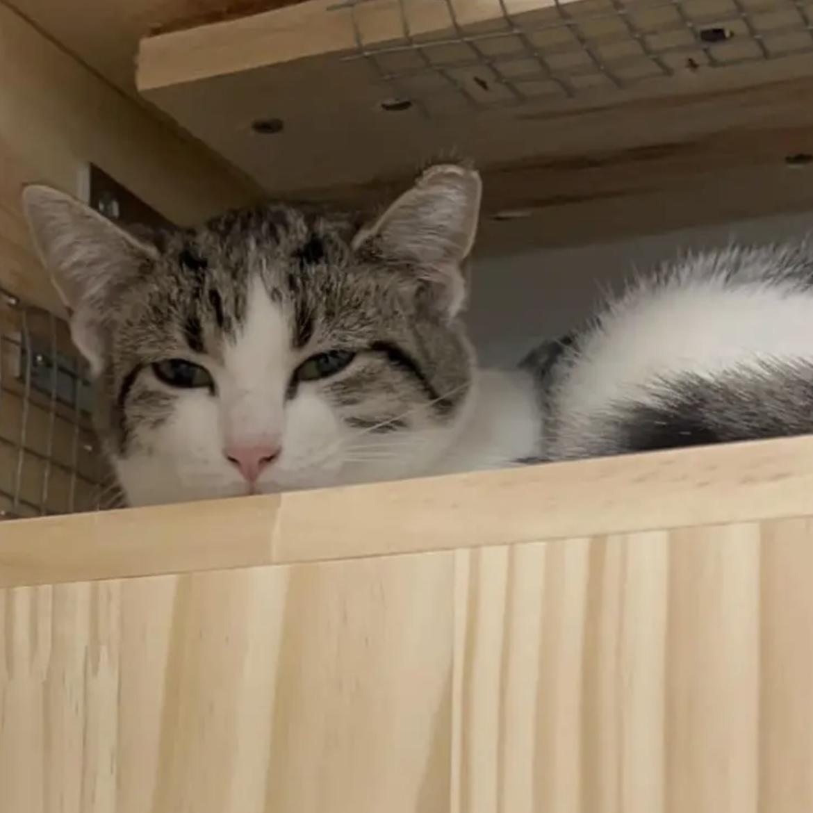 Enlarge  Tabitha - Adorable and playful kitten, a Adoptable Domestic Short Hair in Hales Corners, WI image 5/5