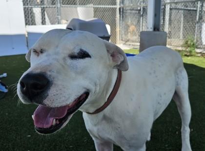 Chance, Adoptable, Adult Male Boxer & Pit Bull Terrier.