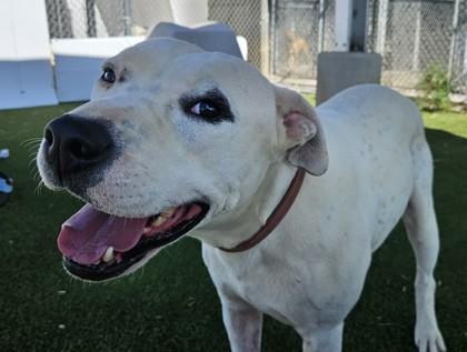 Chance, a Adoptable mixed breed in Edgewood, NM image 2/3