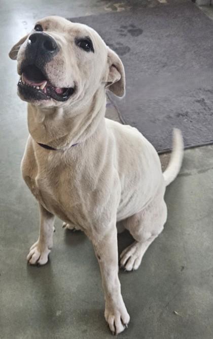 Chance, Adoptable, Adult Male Boxer & Pit Bull Terrier.