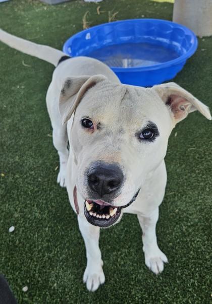 Chance, a Adoptable mixed breed in Edgewood, NM image 3/3