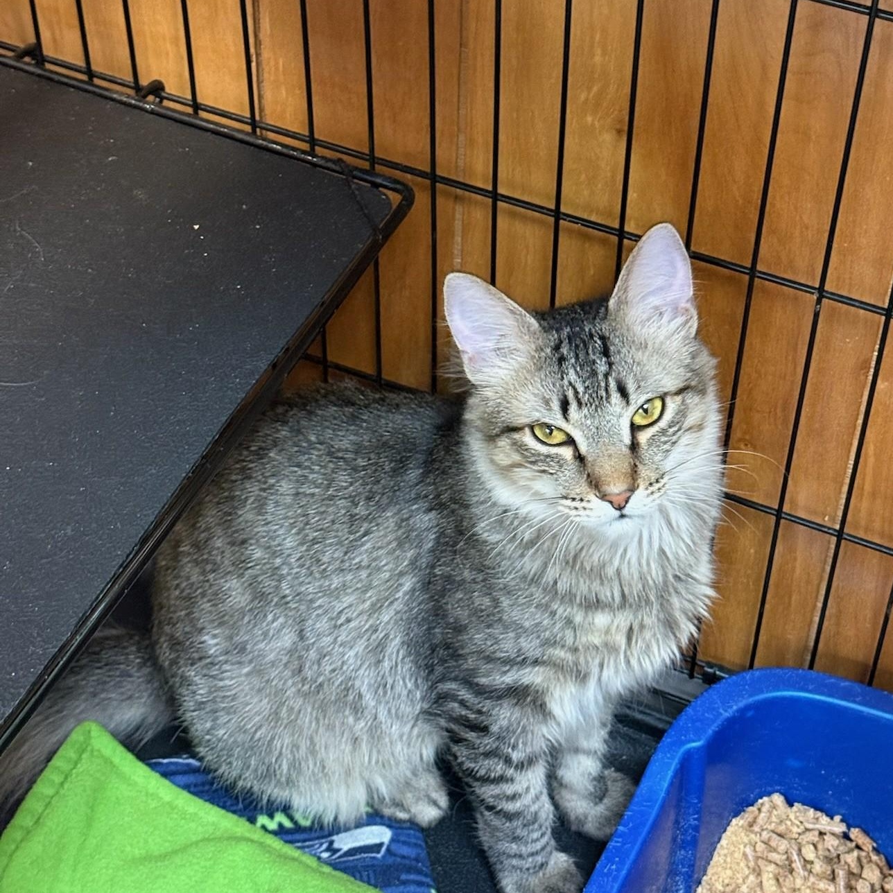 Peanut, an adopted mixed breed in Kent, WA image 1/3