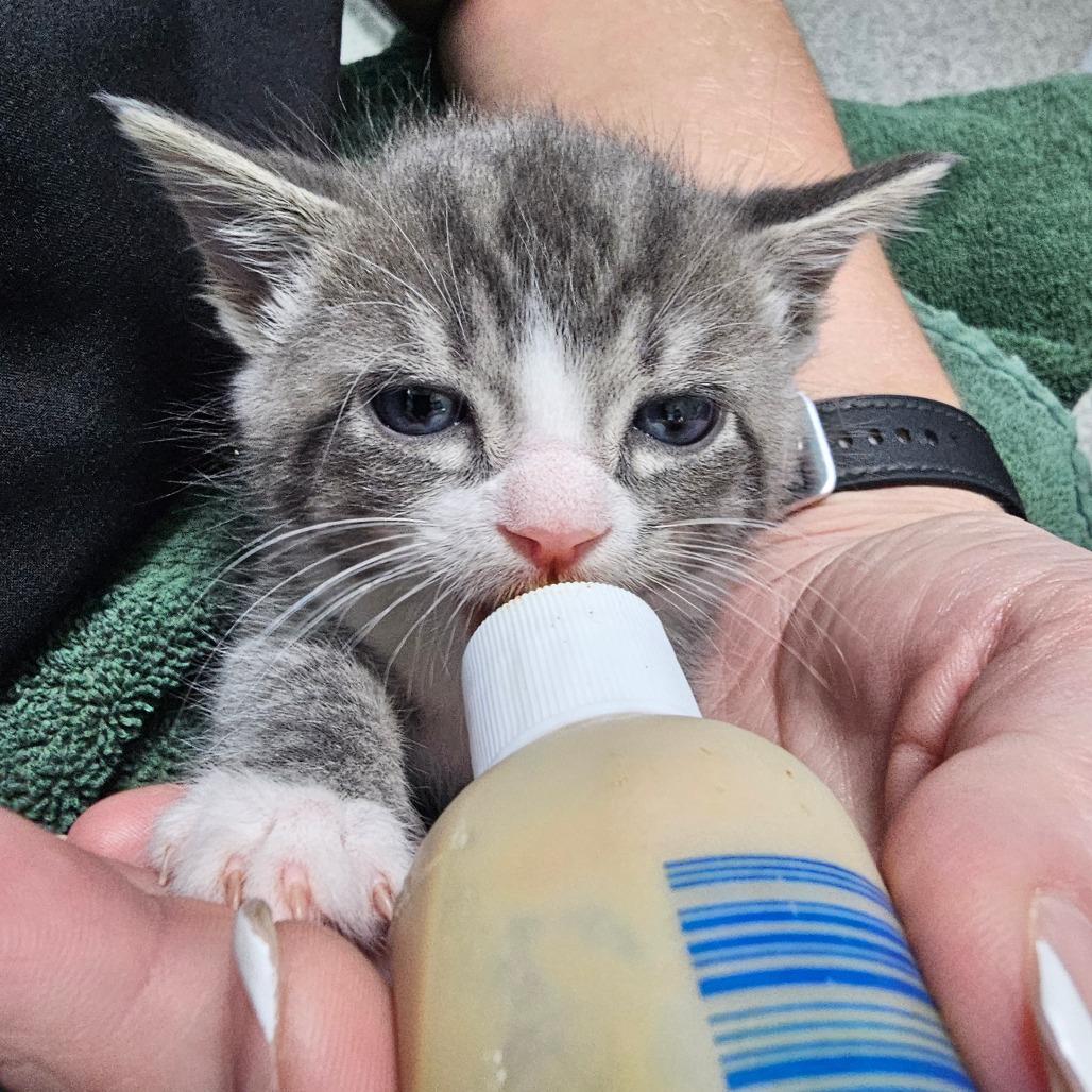 Buck, Adoptable, Kitten Male American Shorthair & Domestic Short Hair.