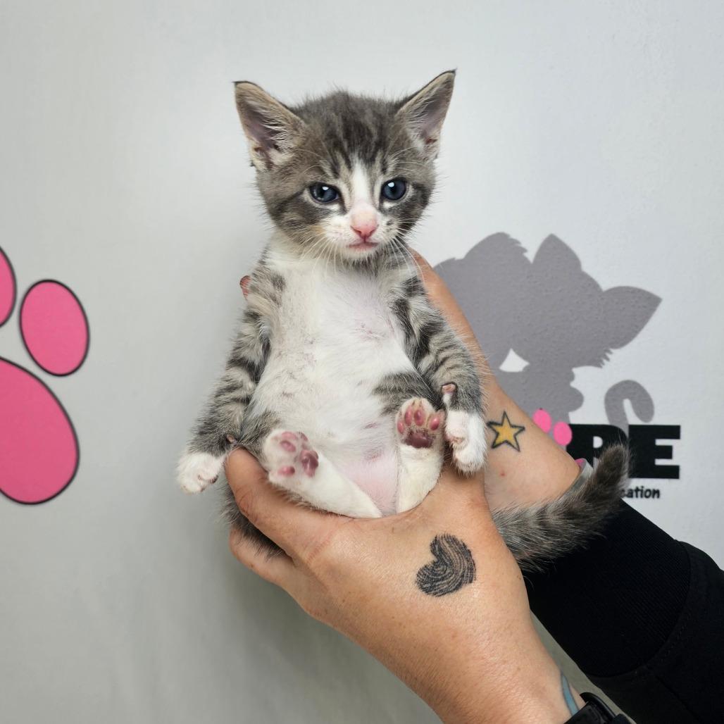 Enlarge Buck, a Adoptable mixed breed in Milton, FL image 3/6