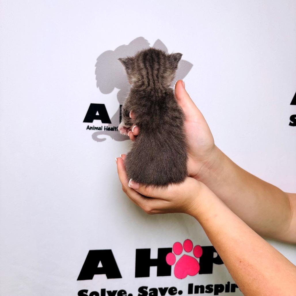 Enlarge Buck, a Adoptable mixed breed in Milton, FL image 3/3