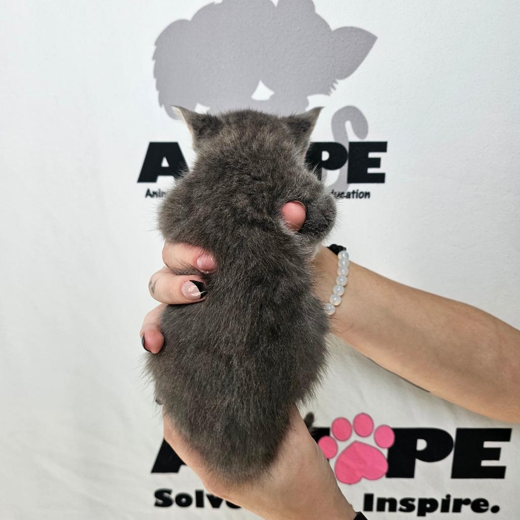 Enlarge Buck, a Adoptable mixed breed in Milton, FL image 6/6
