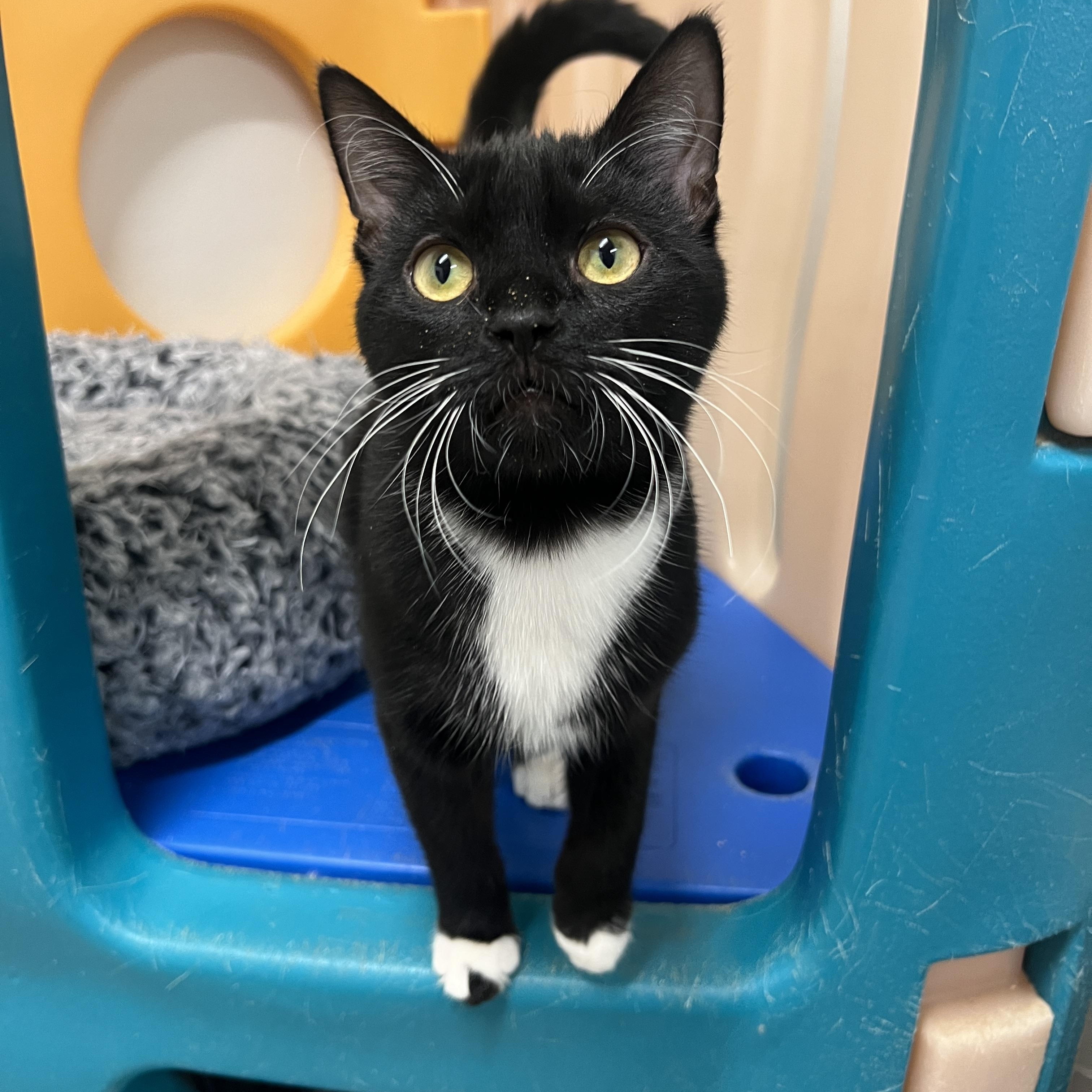 Enlarge Grover, a Adoptable Domestic Short Hair in Frankenmuth, MI image 1/5