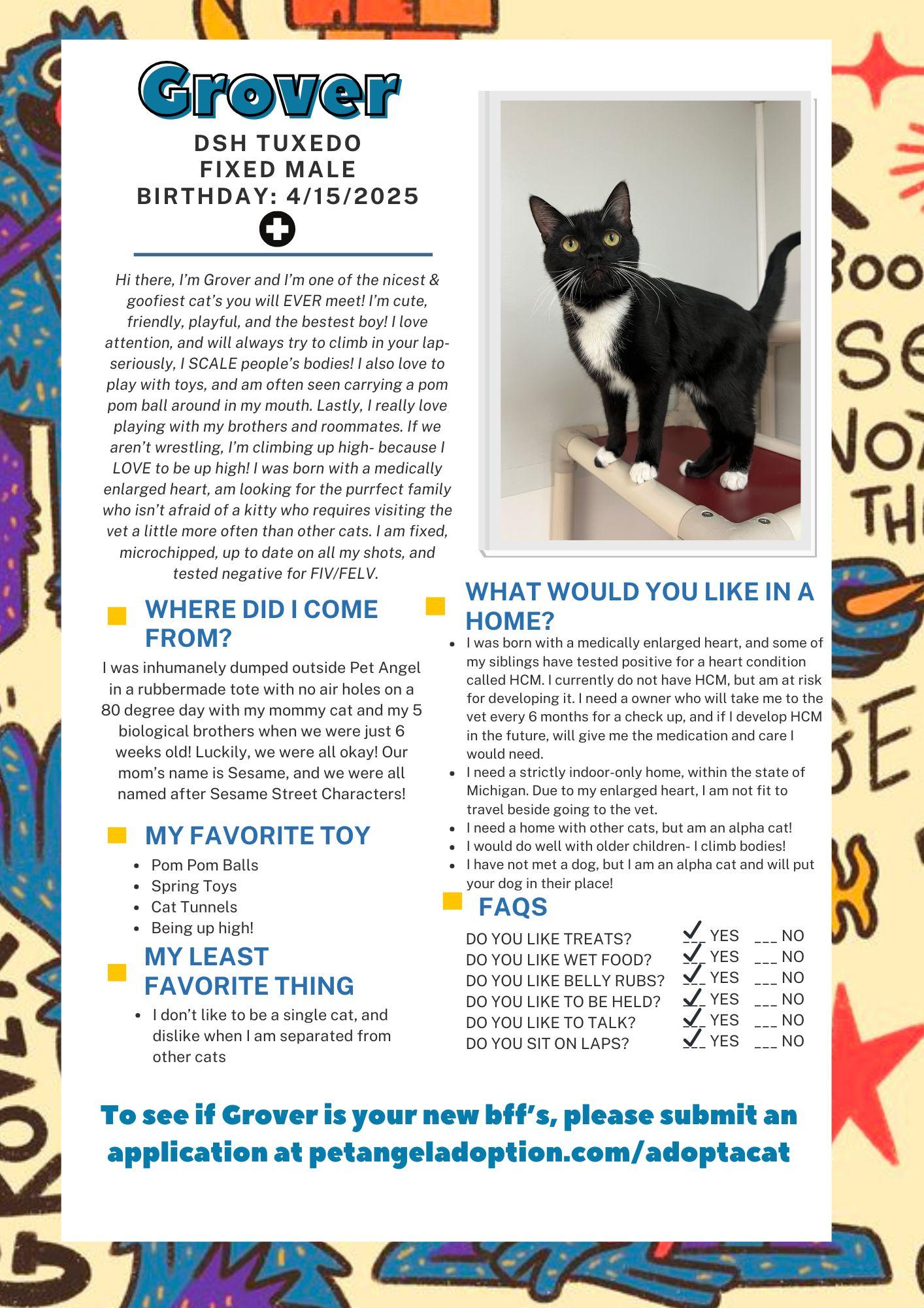 Grover, an adoptable Domestic Short Hair in Frankenmuth, MI image 3/5