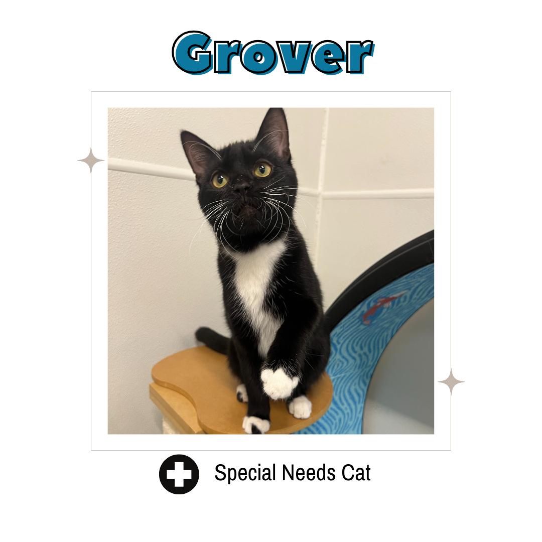 Grover, a hold Domestic Short Hair in Frankenmuth, MI image 1/5