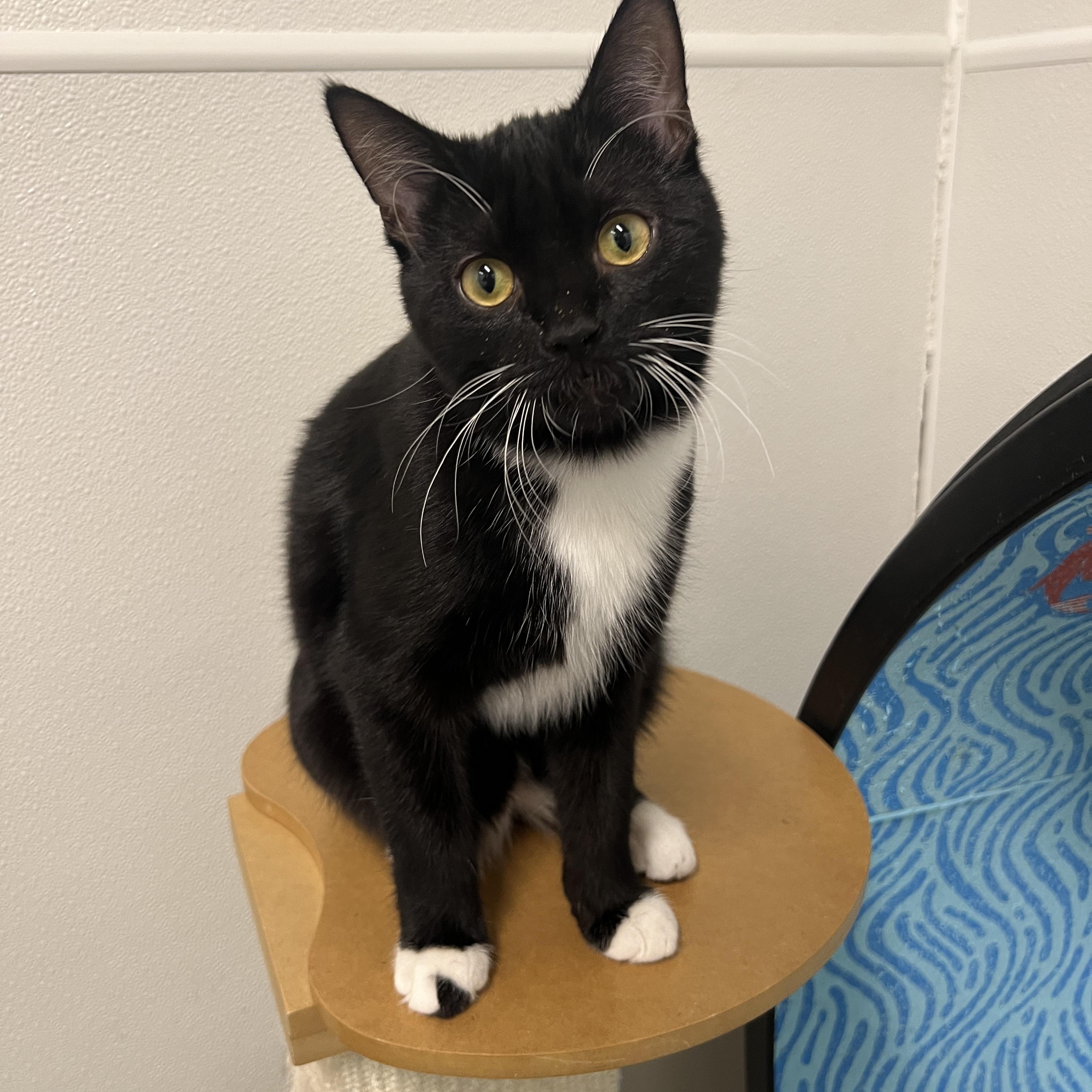 Enlarge Grover, a Adoptable Domestic Short Hair in Frankenmuth, MI image 4/5