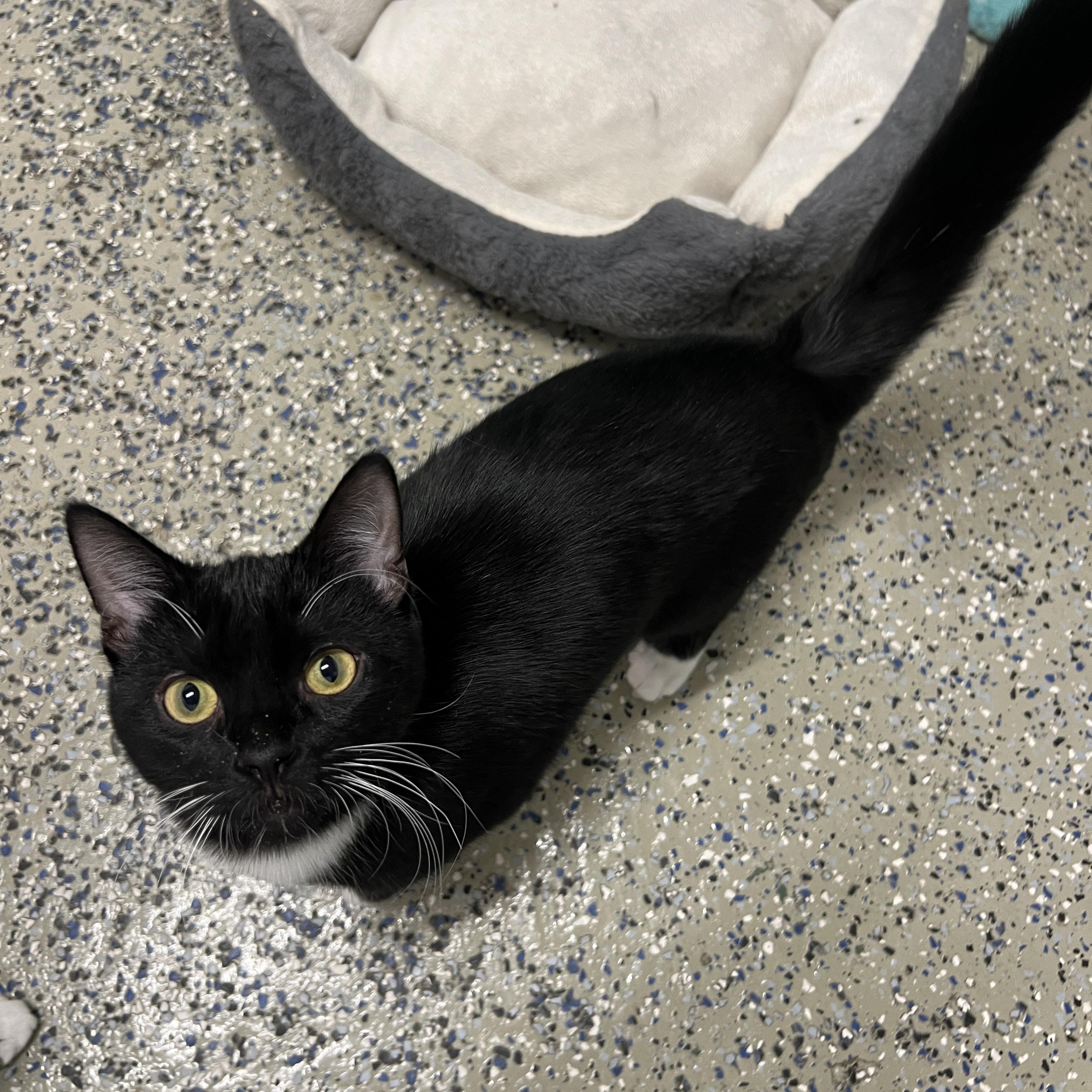 Enlarge Grover, a Adoptable Domestic Short Hair in Frankenmuth, MI image 5/5