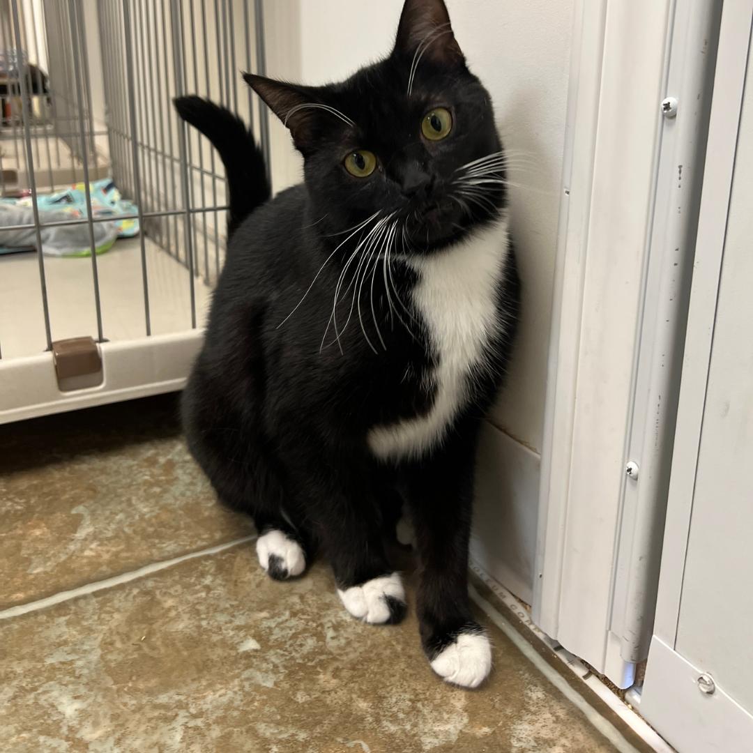 Grover, an adoptable Domestic Short Hair in Frankenmuth, MI image 5/5