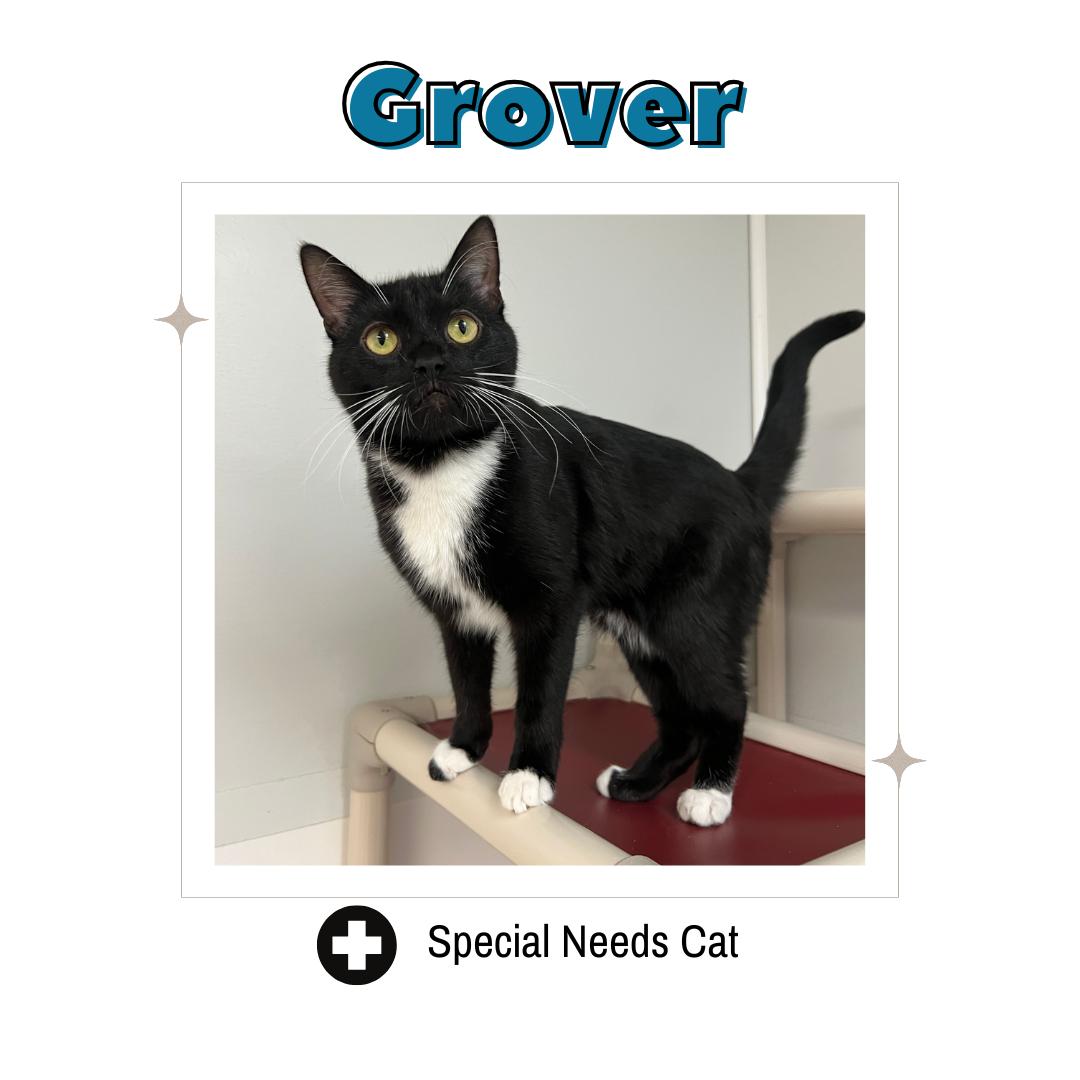 Grover, an adoptable Domestic Short Hair in Frankenmuth, MI image 1/5