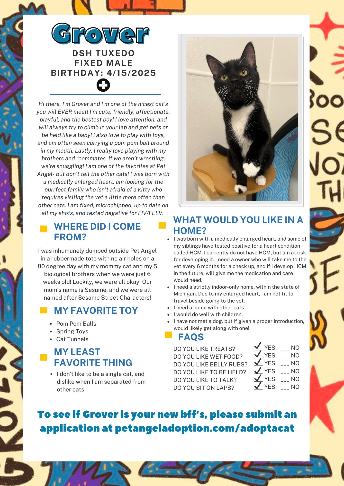 Enlarge Grover, a Adoptable Domestic Short Hair in Frankenmuth, MI image 2/5