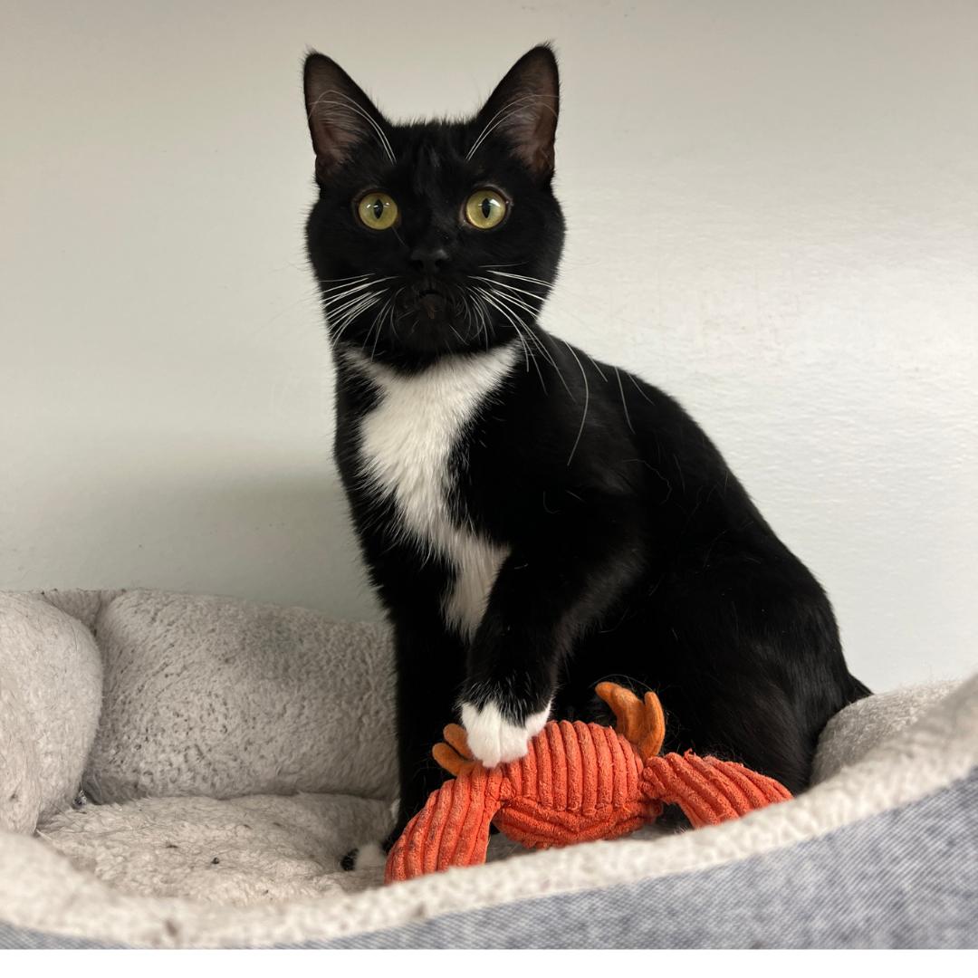 Grover, an adoptable Domestic Short Hair in Frankenmuth, MI image 4/5
